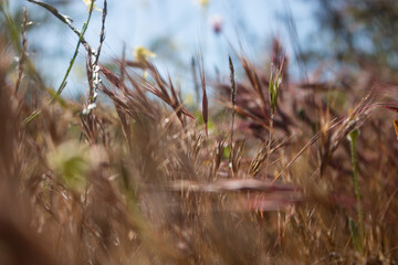 Un campo salvaje de cereal en un día soleado.