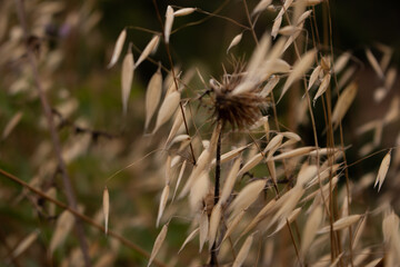 Cardo y flores secas en verano. 
