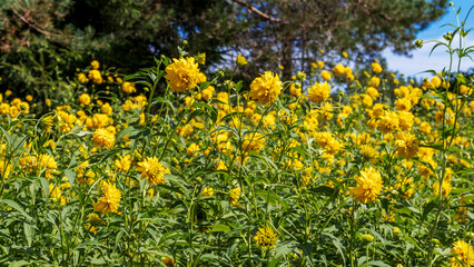 A beautiful meadow with light yellow flowers dark green trees and a light blue sky