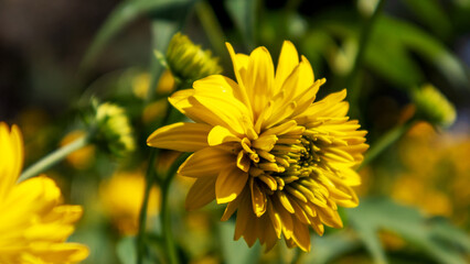 One beautiful light yellow flower laying in the green background