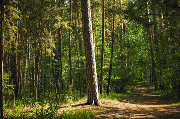 Fototapeta premium The trunk of a tall pine tree is illuminated by the summer sun in the middle of a green pine forest and a path nearby
