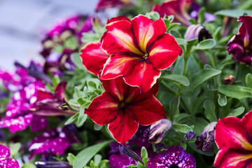Colorful pink and white petunia flowers. Floral background with blooming petunias (Petunia hybrida)