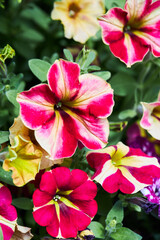 Colorful petunia flowers blooming in a garden on a green background
