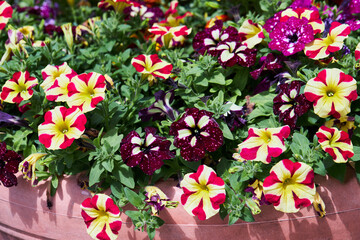 Colorful petunia flowers blooming in a garden on a green background