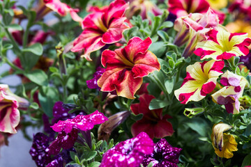 Colorful petunia flowers blooming in a garden on a green background