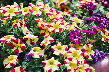 Colorful petunia flowers blooming in a garden on a green background