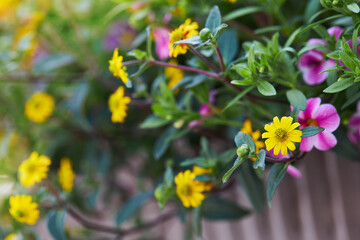Zinnia, little yellow Sanvitalia flowers growing outdoors in summer