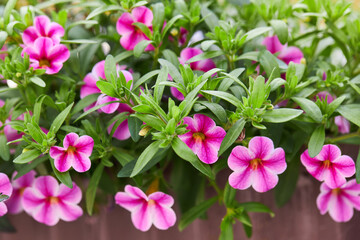 Multi colored Calibrachoa, Million bells flower blooming outdoors. Calibrachoa is a genus of plants in the Solanaceae family. 