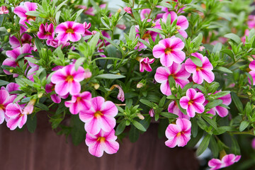 Multi colored Calibrachoa, Million bells flower blooming outdoors. Calibrachoa is a genus of plants...