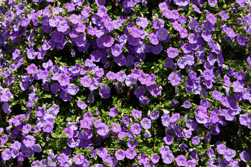 Plenty of Purple Petunia flowers blooming in the garden. Closeup Petunia flowers.