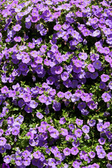 Fototapeta premium Plenty of Purple Petunia flowers blooming in the garden. Closeup Petunia flowers.