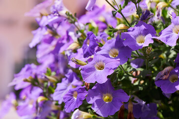 Plenty of Purple Petunia flowers blooming in the garden. Closeup Petunia flowers.