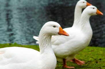 Naklejka na ściany i meble White geese on green grass on the shore of a pond with an orange beak and blue eyes