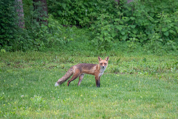 Fox in the backyard