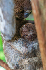 Sloth and her children