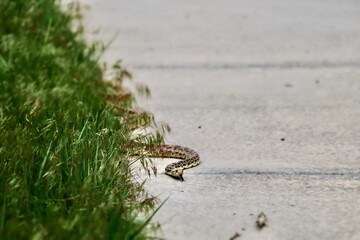 Slithering On