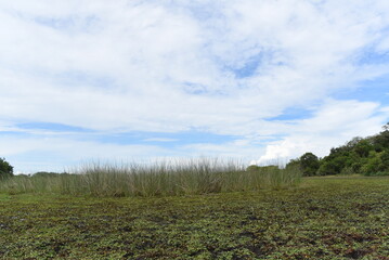 Obraz premium Imagenes de la llanura, campo argentino
