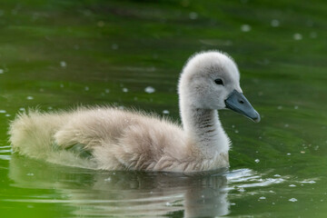 młody łabędź pływa po jeziorze zielonej wodzie © Colorful Soul