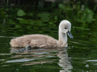 dziecko łabędzia pływa po jeziorze