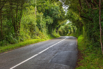 Obraz premium Mystischer Wald am Ring of Kerry