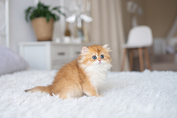 Red-haired purebred long-haired British kitten on the bed in the interior
