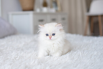 White longhair british kitten