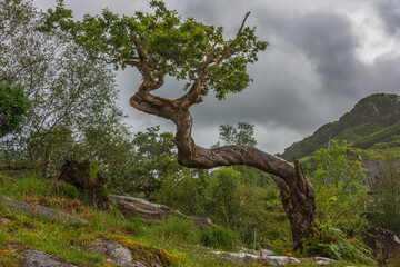 Fototapeta na wymiar alter Baum am Ring of Kerry