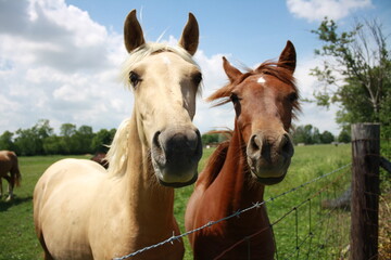 Naklejka premium Horses