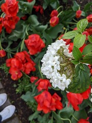 live bouquet of red and white flowers in the garden