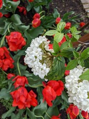 live bouquet of red and white flowers in the garden