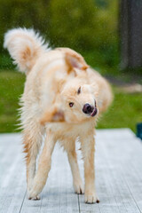 A yellow dog with long fur shaking water off