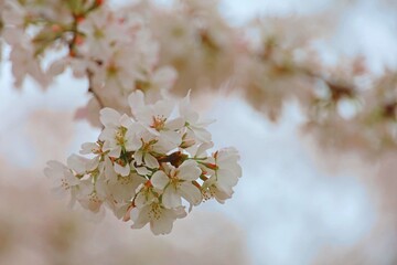 Cherry Blossom in Washington DC