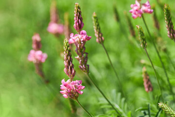 Sainfoin (Onobrychis viciifolia) growing in the grassland. Common sainfoin fowering in summer