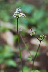 Flower of the wood sanicle (Sanicula europaea, Sanikel). It is a medical plant and belongs to the Apiaceae family.