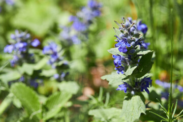 Creeping bugle (Ajuga reptans) is used in folk medicine for asthma and to accelerate healing, when hoarseness or sore throat. This plant is spreading by the forest road 