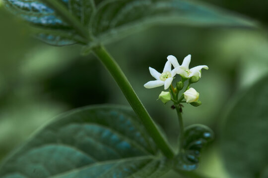 Close up of white swallow-wort ( Vincetoxicum hirundinaria) blooming in the forest