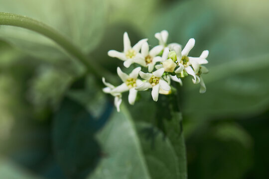Close up of white swallow-wort ( Vincetoxicum hirundinaria) blooming in the forest