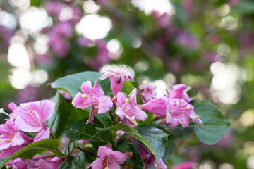 Naklejka premium Pink flowers on a tree branch closeup