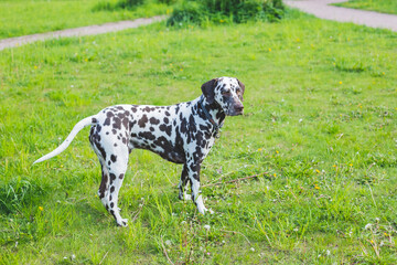 cute puppy Dalmatian for a walk in the Park portrait.Summer portrait of cute and smiling dalmatian dog with black spots. Nice and beautiful dalmatian dog from 101 dalmatian movie family pet