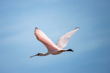 pink seagull flamingo bird in flight