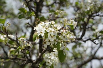 Closeup of Crab Apple Trees in Bloom