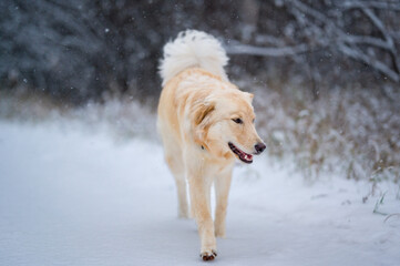A yellow dog with long fur walking on a snowy path while it snows