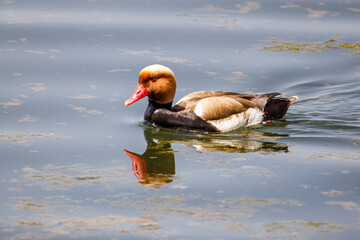 Duck relaxing in the water