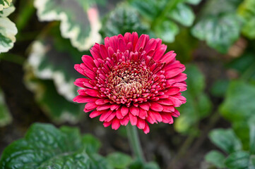 Beautiful Red Daisy Flowers blooming in garden. daisies plants