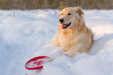 A yellow dog with long fur laying in snow with a red frisbee