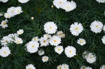 Beautiful White Daisy Flowers blooming in garden. daisies plants