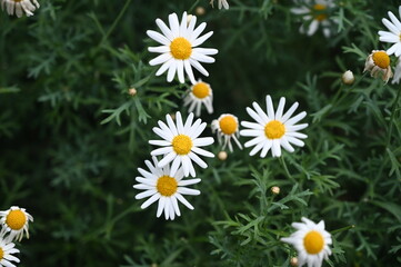 Paris daisy also known as Argyranthemum frutescens, marguerite or marguerite daisy, is a perennial plant known for its flowers blooming in garden