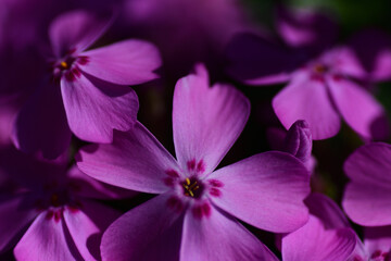 春の花　ピンク色のシバザクラ