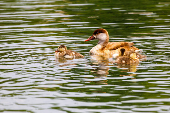 Duck relaxing in the water