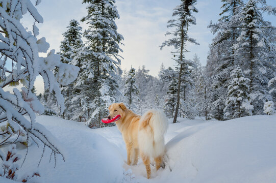 A Yellow Dog With Long Fur Standing On Snowy Path Carrying A Red Frisbee In Mouth